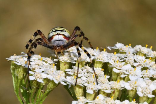 Beautiful macro shot of a spider on a flower in the wild.
(Argiope bruennichi)