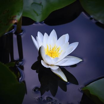 Beautiful blooming flower - white water lily on a pond. (Nymphaea alba) Natural colored blurred background.
Nature 