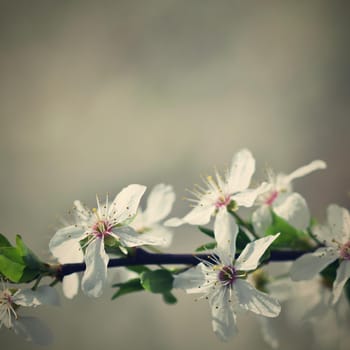 Spring flowers. Beautifully blossoming tree branch. Cherry - Sakura and sun with a natural colored background.