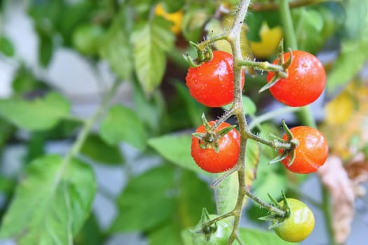 Fresh red tomatoes on the plant