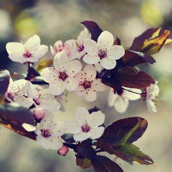 Spring flowers. Beautifully blossoming tree branch. Cherry - Sakura and sun with a natural colored background.