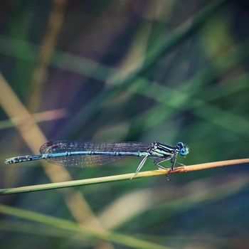 Beautiful dragonfly. Macro shot of nature. Libellula depressa. Insects close up.