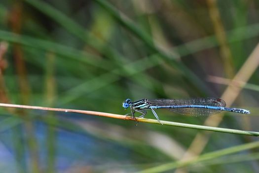 Beautiful dragonfly. Macro shot of nature. Libellula depressa. Insects close up.