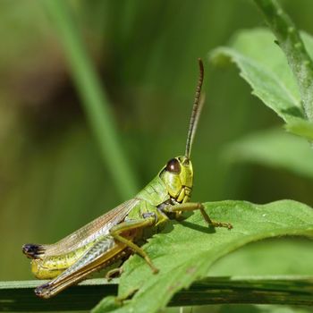 Beautiful macro shot of a grasshopper in the grass. Nature close up.