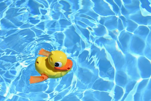 Yellow Rubber Duck. Yellow rubber duck in the home pool in the summer