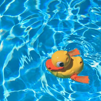 Yellow Rubber Duck. Yellow rubber duck in the home pool in the summer