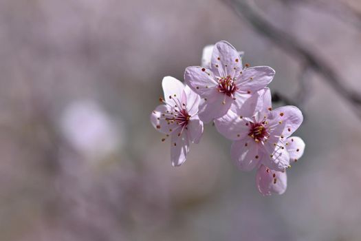 Spring flowers. Beautifully blossoming tree branch. Cherry - Sakura and sun with a natural colored background.