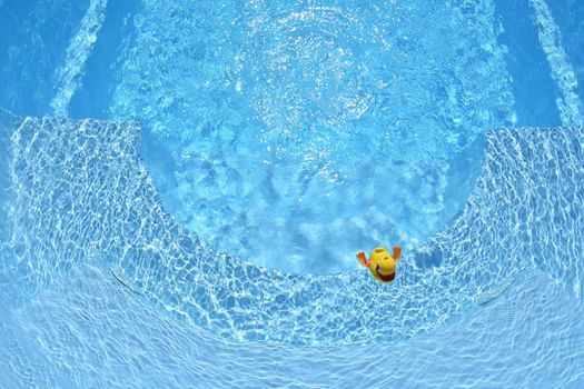 Yellow Rubber Duck. Yellow rubber duck in the home pool in the summer