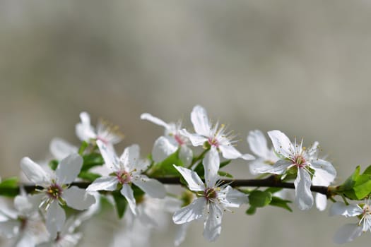 Spring flowers. Beautifully blossoming tree branch. Cherry - Sakura and sun with a natural colored background.