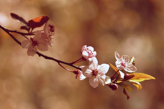 Spring flowers. Beautifully blossoming tree branch. Cherry - Sakura and sun with a natural colored background.