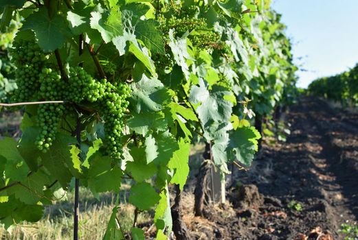 Vineyards under Palava. Czech Republic - South Moravian Region wine region.