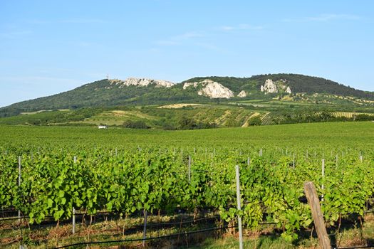 Vineyards under Palava. Czech Republic - South Moravian Region wine region.