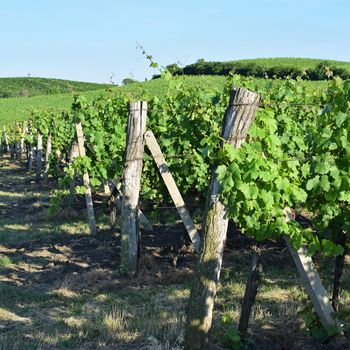 Vineyards under Palava. Czech Republic - South Moravian Region wine region.