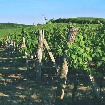 Vineyards under Palava. Czech Republic - South Moravian Region wine region.