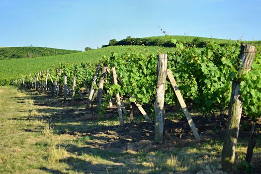 Vineyards under Palava. Czech Republic - South Moravian Region wine region.