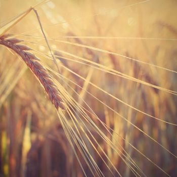 Field with barley at harvest at sunset. Closeup on golden wheat field.