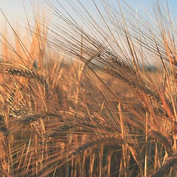 Field with barley at harvest at sunset. Closeup on golden wheat field.