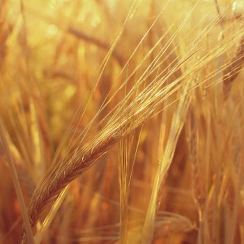 Field with barley at harvest at sunset. Closeup on golden wheat field.