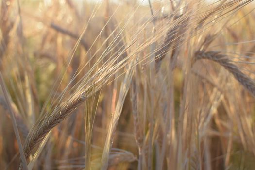 Field with barley at harvest at sunset. Closeup on golden wheat field.