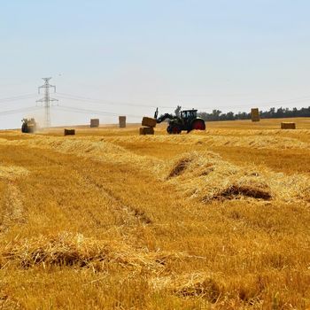 Harvester agriculture machine harvesting golden ripe corn field. Tractor - traditional summer background with an industrial theme.