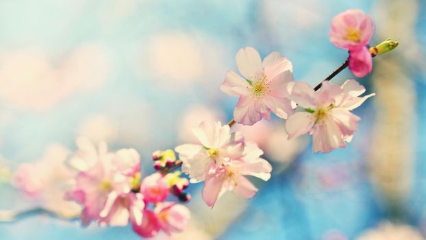 Beautiful blossom tree. Nature scene with sun in Sunny day. Spring flowers. Abstract blurred background in Springtime. 