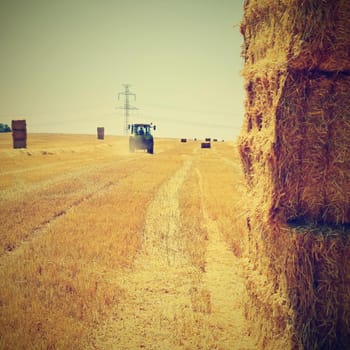 Harvester agriculture machine harvesting golden ripe corn field. Tractor - traditional summer background with an industrial theme.