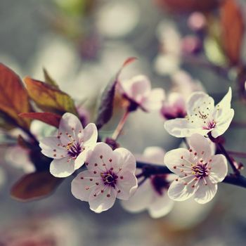 Spring flowers. Beautifully blossoming tree branch. Cherry - Sakura and sun with a natural colored background.