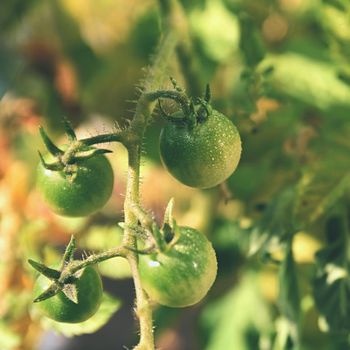 Fresh green tomatoes plants