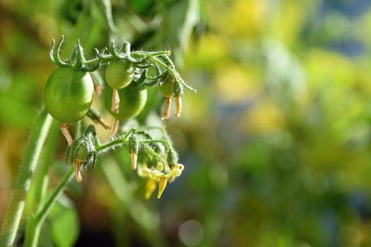 Fresh green tomatoes plants