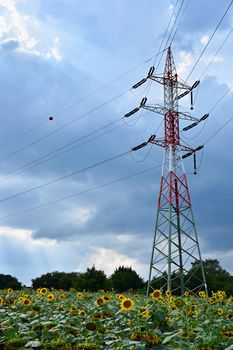 Power pole (electrical) in the sunflower field