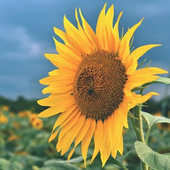 Sunflowers blooming in farm - field with blue sky Beautiful natural colored background. Nature.