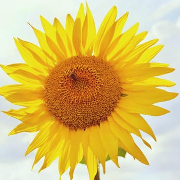 Sunflowers blooming in farm - field with blue sky Beautiful natural colored background. Nature.