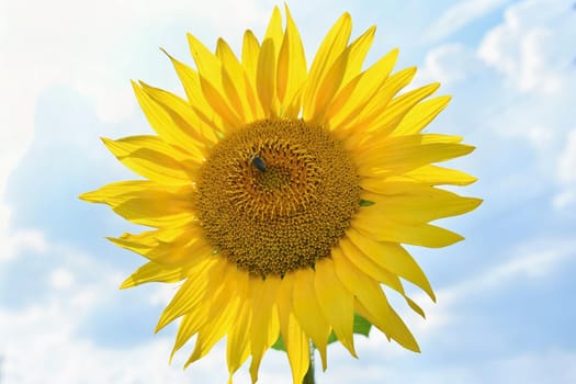 Sunflowers blooming in farm - field with blue sky Beautiful natural colored background. Nature.