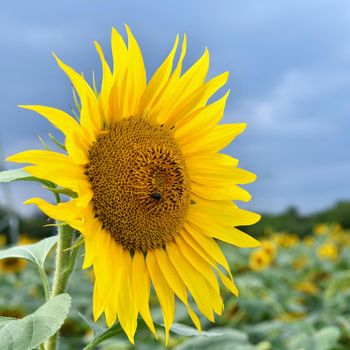 Sunflowers blooming in farm - field with blue sky Beautiful natural colored background. Nature.