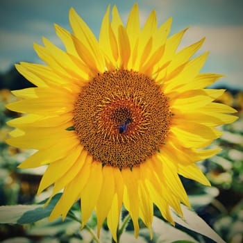 Sunflowers blooming in farm - field with blue sky Beautiful natural colored background. Nature.