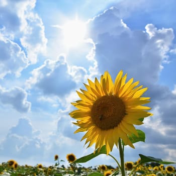 Sunflowers blooming in farm - field with blue sky Beautiful natural colored background. Nature.