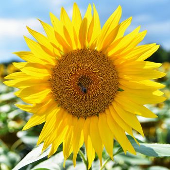 Sunflowers blooming in farm - field with blue sky Beautiful natural colored background. Nature.