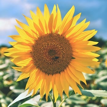 Sunflowers blooming in farm - field with blue sky Beautiful natural colored background. Nature.