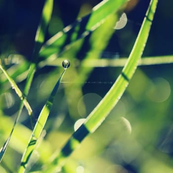 Dew on the grass. Beautiful natural colored background. Morning time in nature.