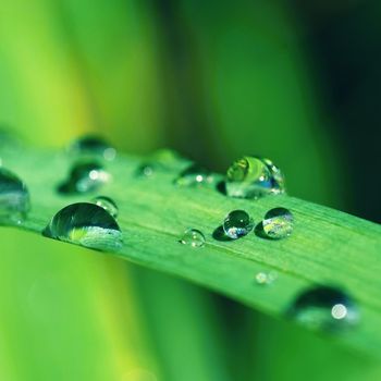 Dew on the grass. Beautiful natural colored background. Morning time in nature.