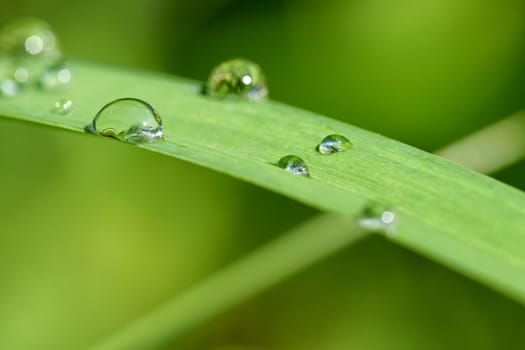 Dew on the grass. Beautiful natural colored background. Morning time in nature.