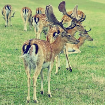 Fallow - fallow deer. (Dama dama ) Beautiful natural background with animals. Forest and sunset. Brno - Czech Republic - Europe. Animal - nature