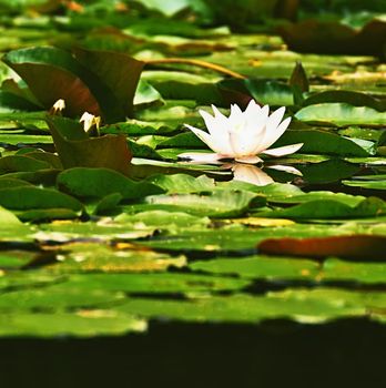 Beautiful blooming flower - white water lily on a pond. (Nymphaea alba) Natural colored blurred background.
Nature 