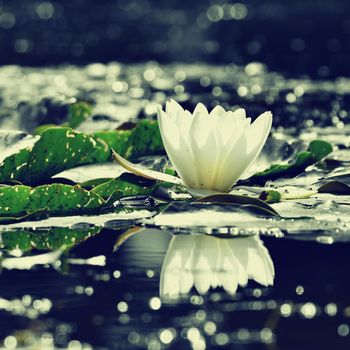 Beautiful blooming flower - white water lily on a pond. (Nymphaea alba) Natural colored blurred background.
Nature 