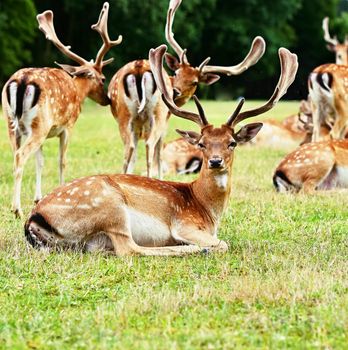 Fallow - fallow deer. (Dama dama ) Beautiful natural background with animals. Forest and sunset. Brno - Czech Republic - Europe. Animal - nature