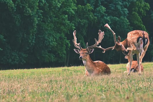 Fallow - fallow deer. (Dama dama ) Beautiful natural background with animals. Forest and sunset. Brno - Czech Republic - Europe. Animal - nature