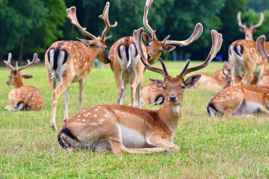 Fallow - fallow deer. (Dama dama ) Beautiful natural background with animals. Forest and sunset. Brno - Czech Republic - Europe. Animal - nature