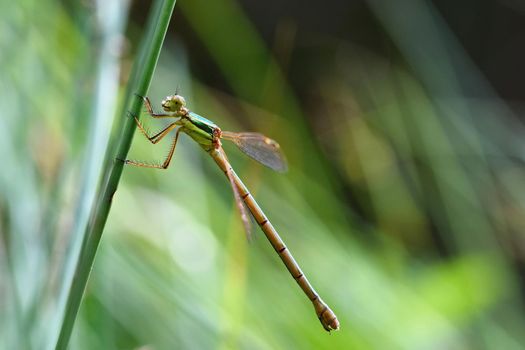 Beautiful dragonfly. Macro shot of nature. Libellula depressa. Insects up close.