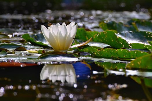 Beautiful blooming flower - white water lily on a pond. (Nymphaea alba) Natural colored blurred background.