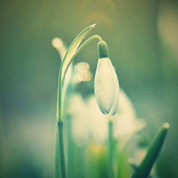 Spring flowers - snowdrops. Beautifully blooming in the grass at sunset. Amaryllidaceae - Galanthus nivalis